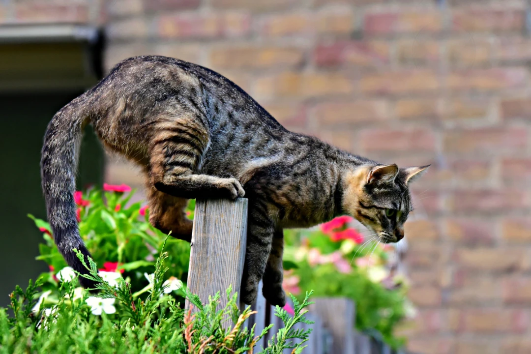 Sécuriser sa maison et son jardin pour son animal : le guide pratique