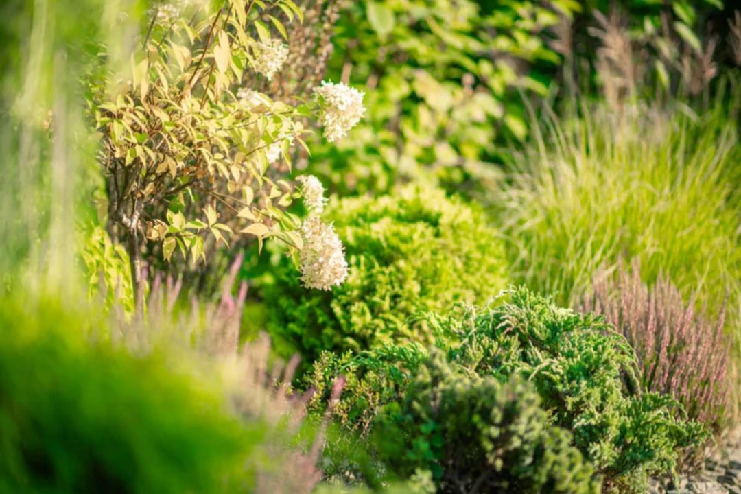Comment composer une haie mixte qui favorise la biodiversité ?
