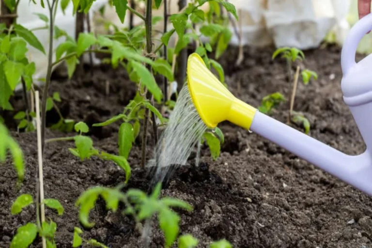 Comment réduire l'arrosage de son jardin sans le laisser jaunir ?